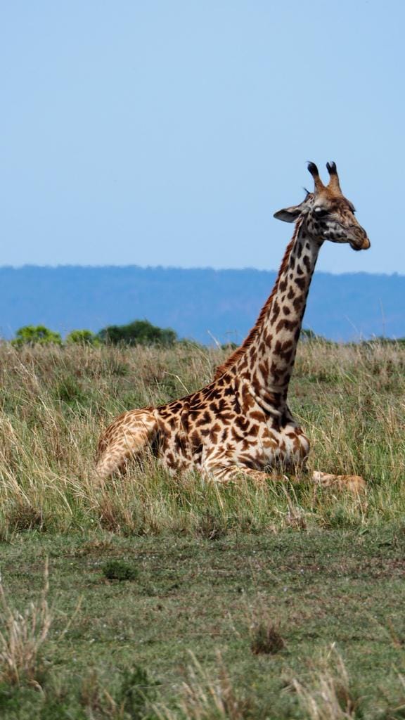 uganda-safs