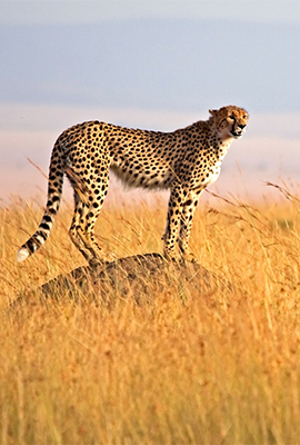 tz-safaris