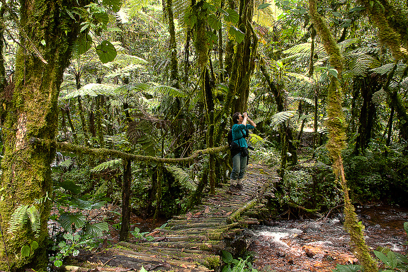 Bwindi-Impenetrable-Forest
