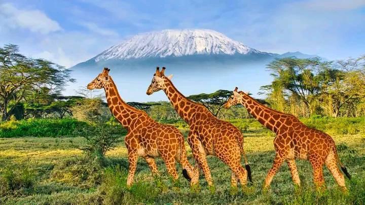 aberdare-national-park-luxury-safari-package-kenya