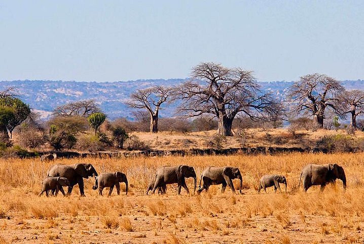 tarangire-national-park-safari-tanzania
