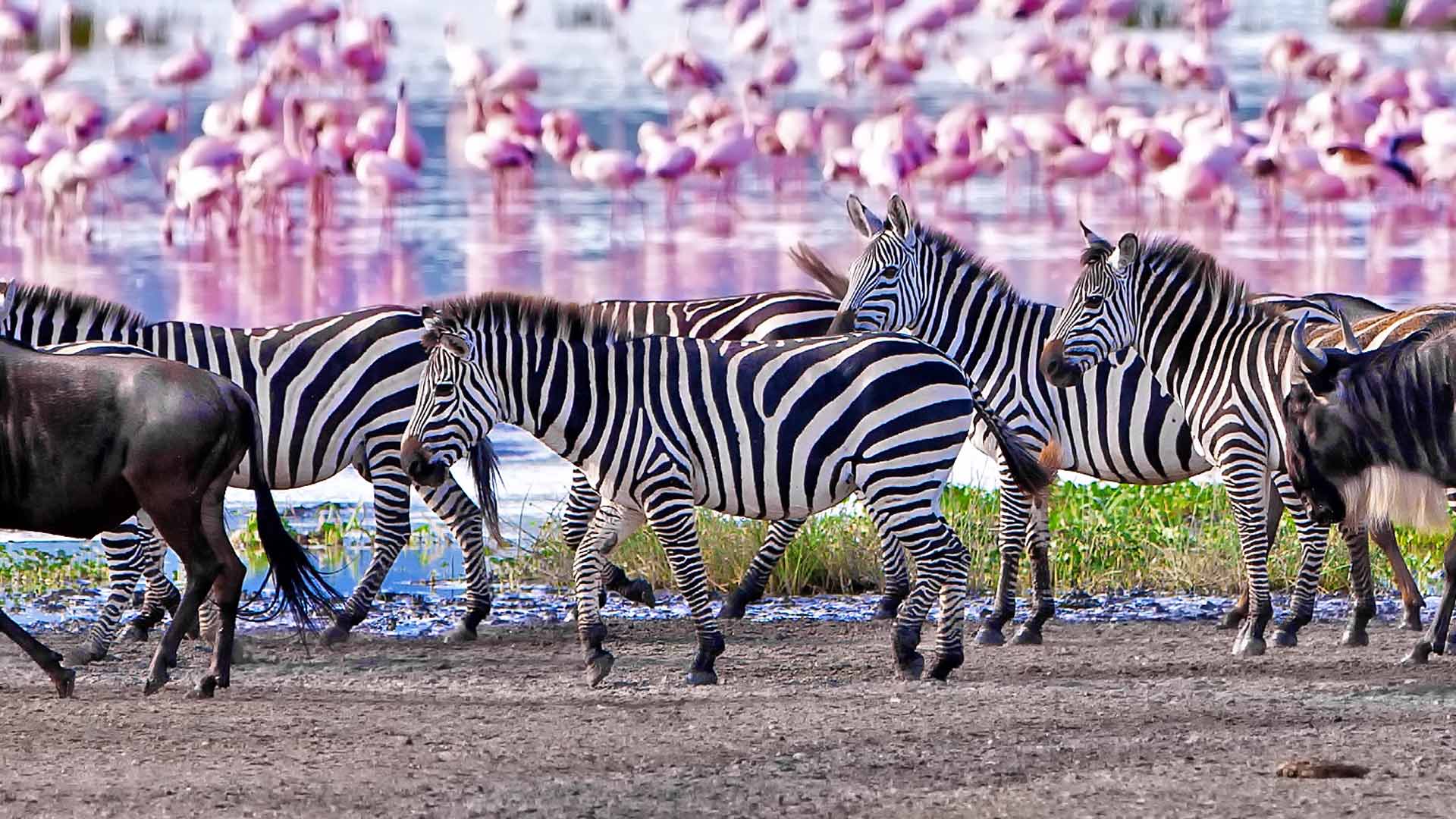 lake-manyara-national-park-safari-tanzania
