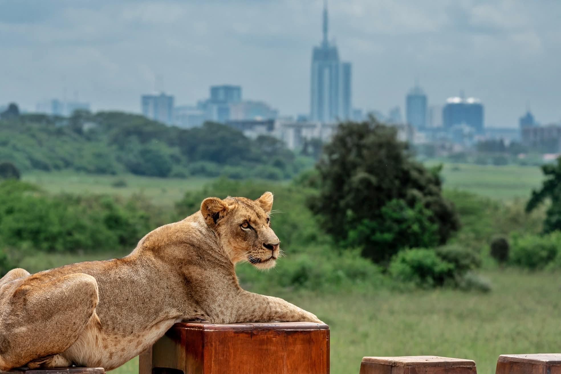 nairobi-national-park-lions
