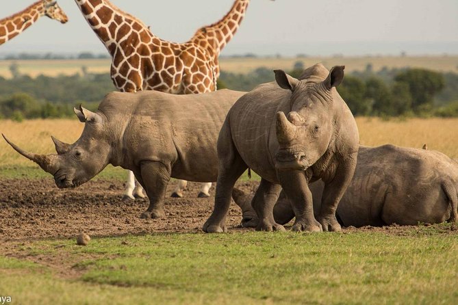 ol-pejeta-luxury-family-safari-package-kenya