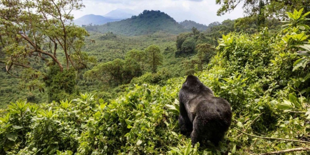 5-6-day-uganda-chimpanzee-wildlife-safari