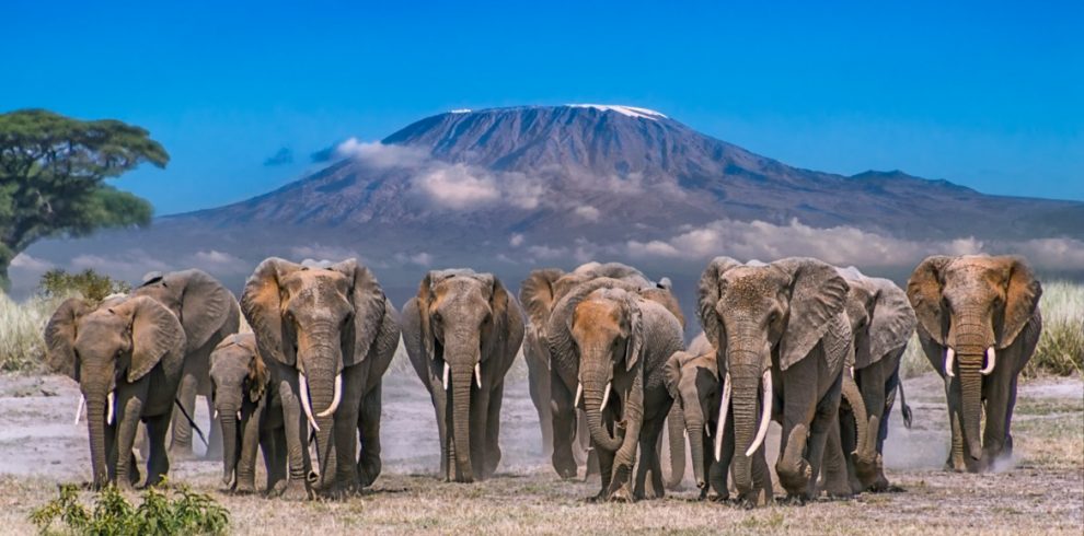 Amboseli-National-Park-Elephants