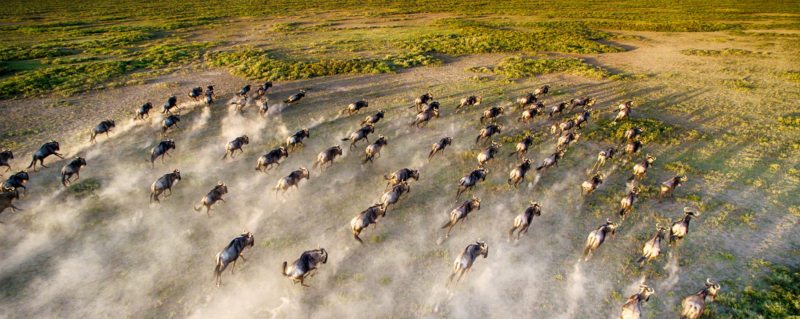 kenya-the-great-wildebeest-migration
