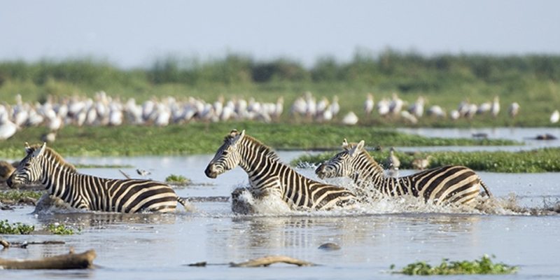 2 Days Lake Manyara & Ngorongoro Crater Safari from Arusha 