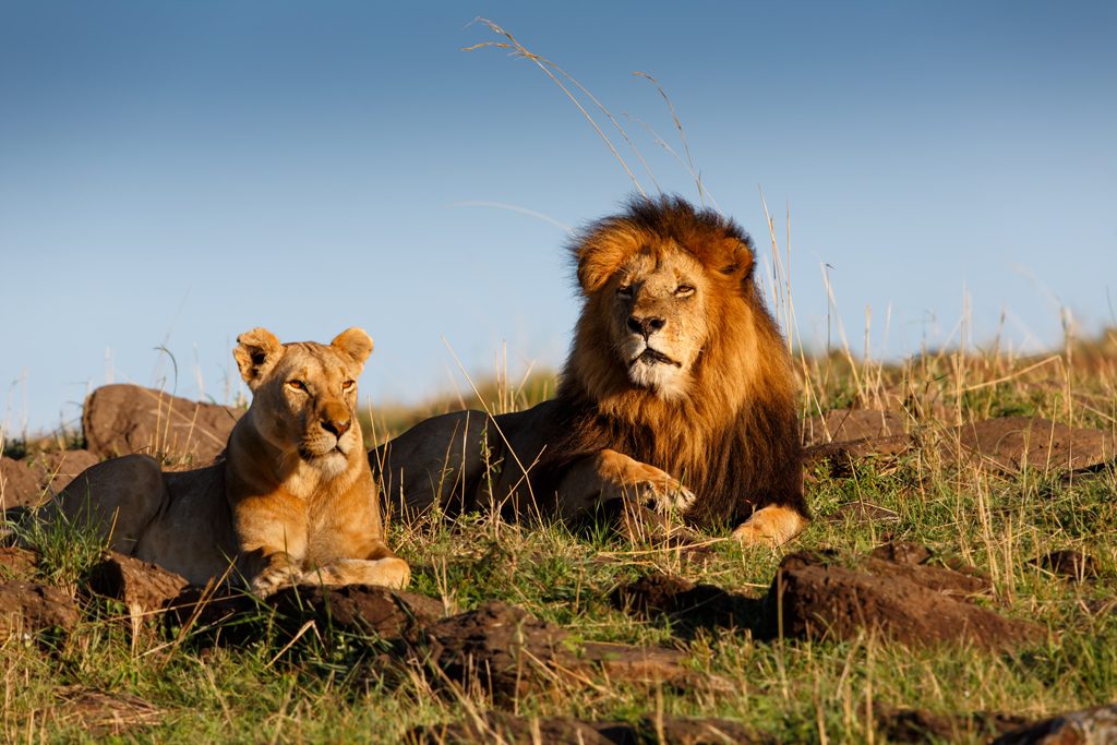 big-five-safari-adventure-masai-mara 