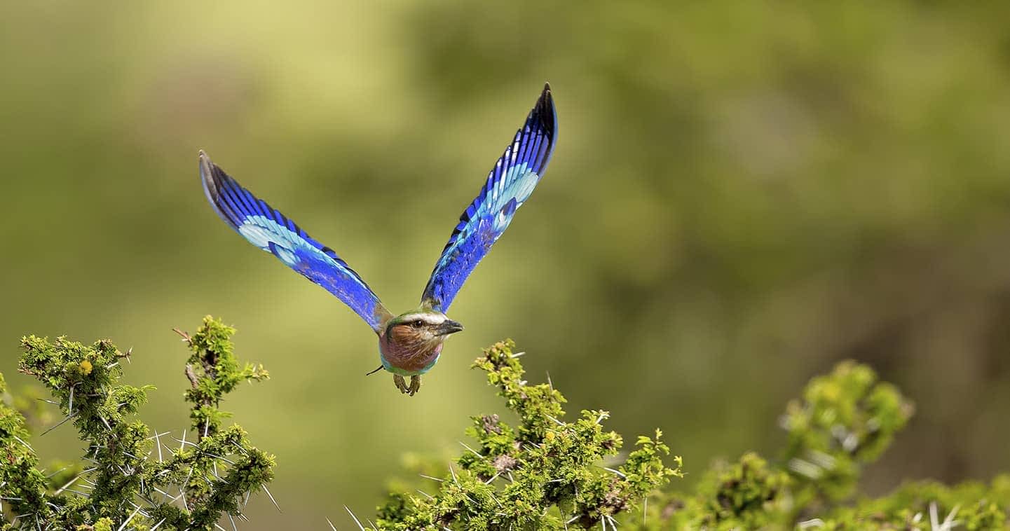 Safari-observation-des-oiseaux-maasai-mara