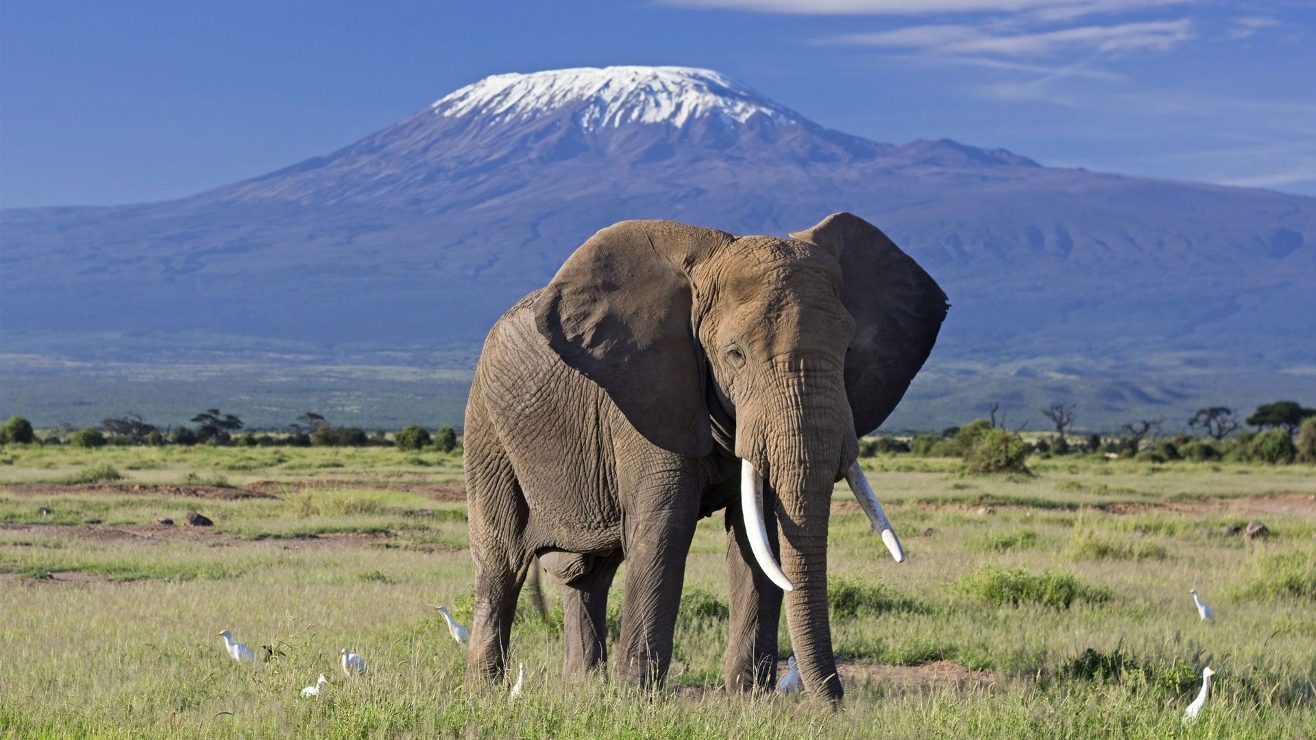 elephant-bull-front-of-kilimanjaro-amboseli-kenya