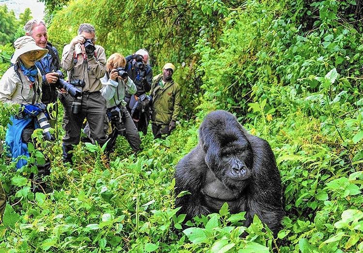 gorilla-trekkig-safari-in-uganda