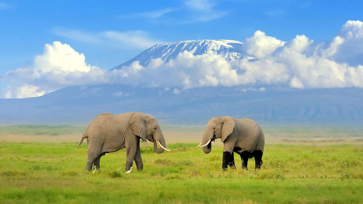 kilimanjaro-view-safari-amboseli