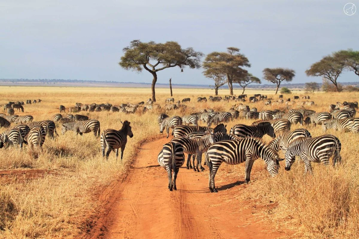kogatende-migration-safari-africmzizisafaris