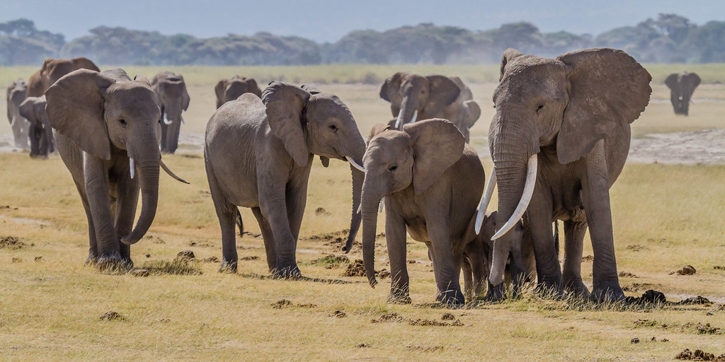 africa-largest-elephant-herds-viewing-amboseli-national-park
