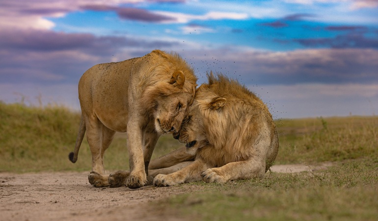 Lion in Maasai Mara during Kenya safari