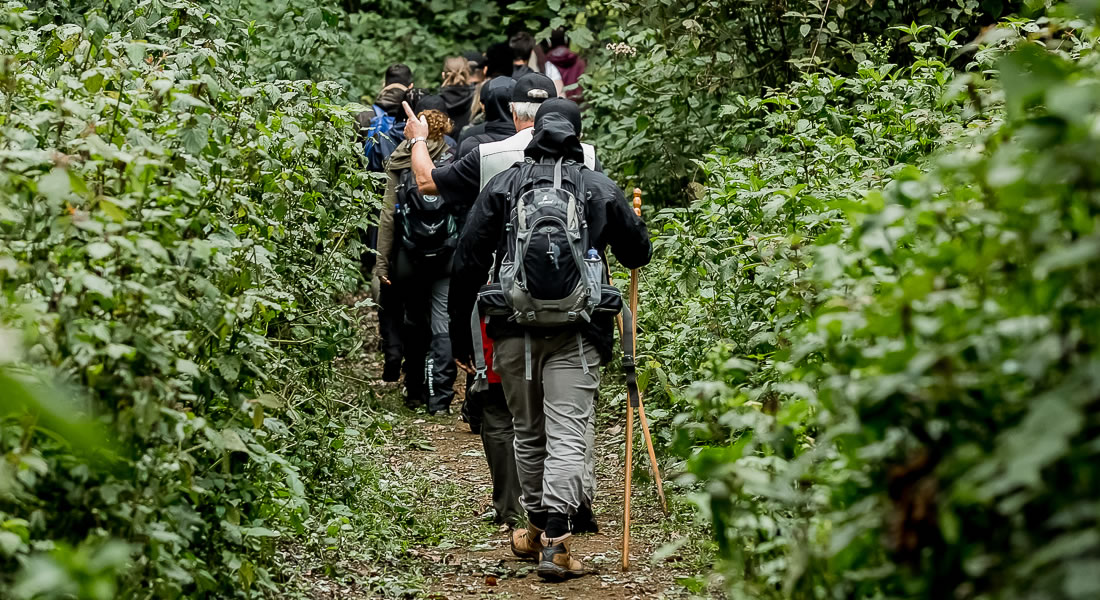 bwindi-forest-hikes-nature-walks-uganda