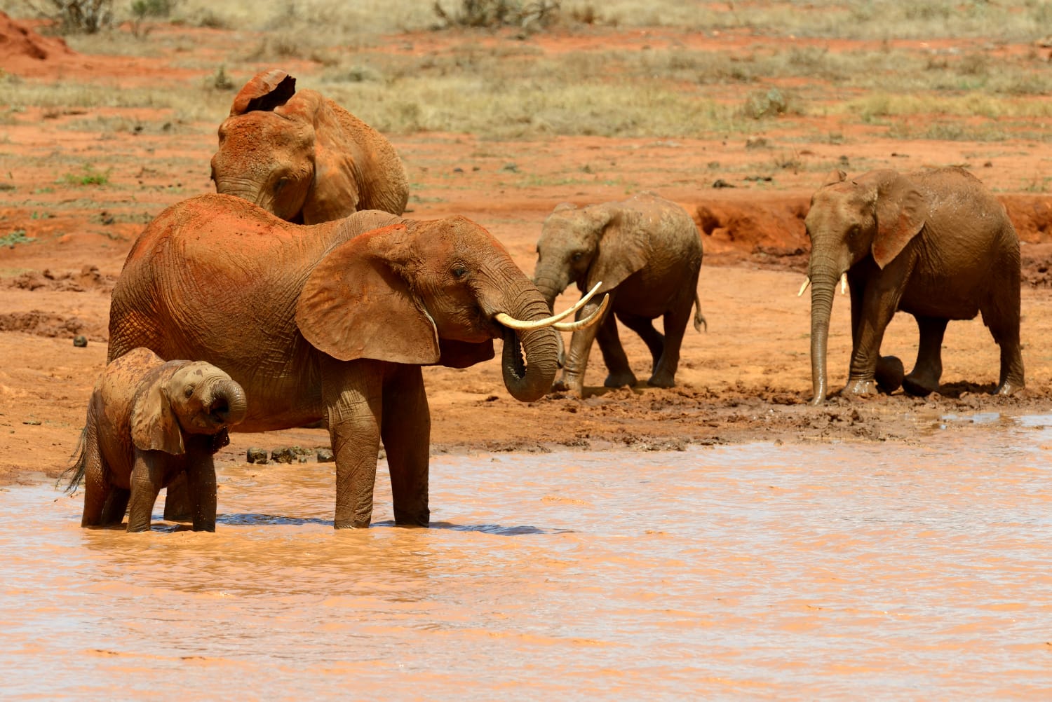 Elephants in Tsavo National Park during Kenya safari from Mombasa