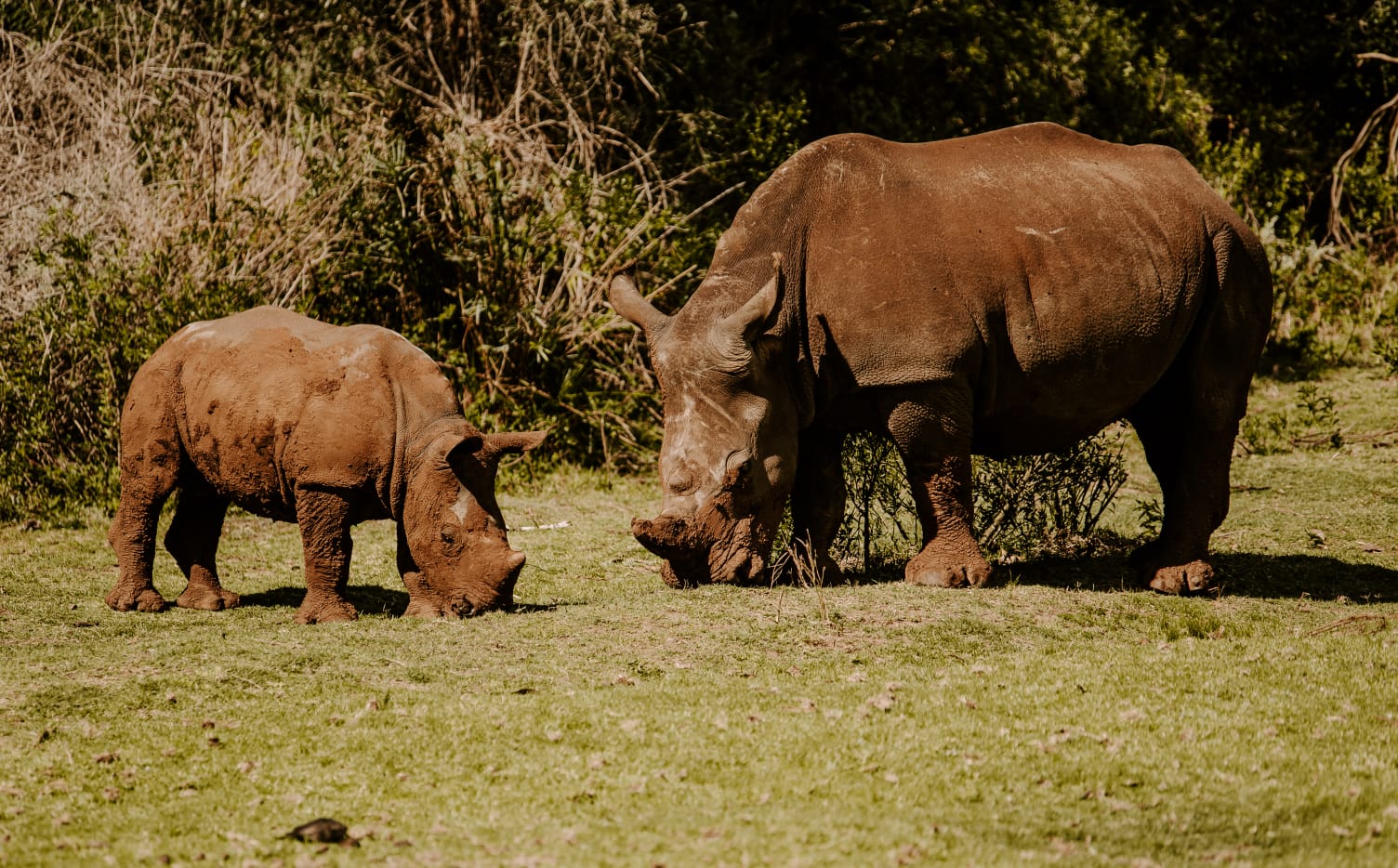 Rhinos in Tsavo National Park during Kenya safari from Mombasa