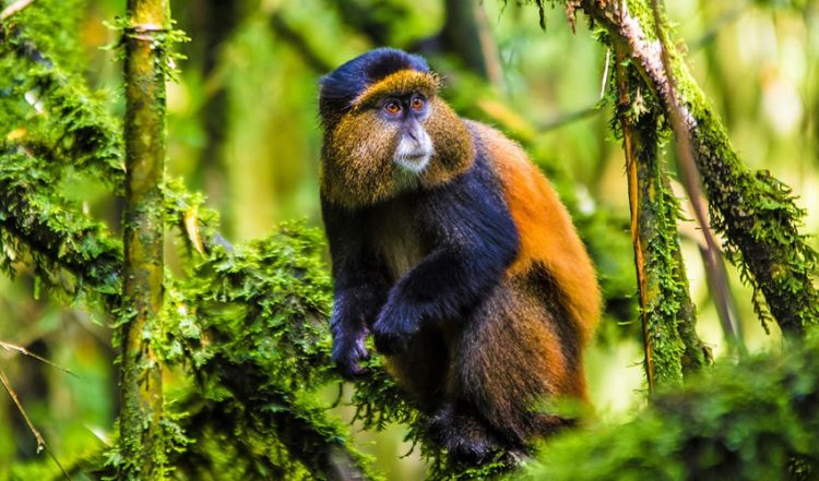 5 Days Gorilla and Golden Monkey Trekking Safari in Rwanda 