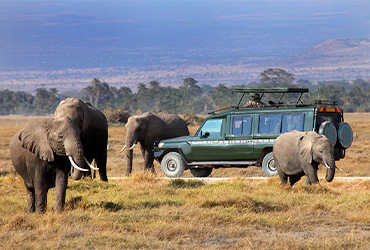Aberdares National Park misty forest and waterfalls – Kenya nature destination