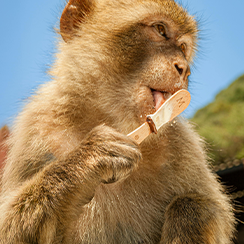Playful monkey in African wilderness during safari