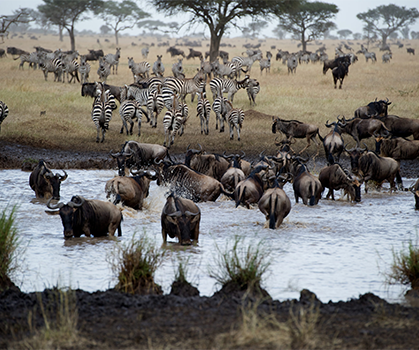Group of wild animals in African savanna – wildlife safari