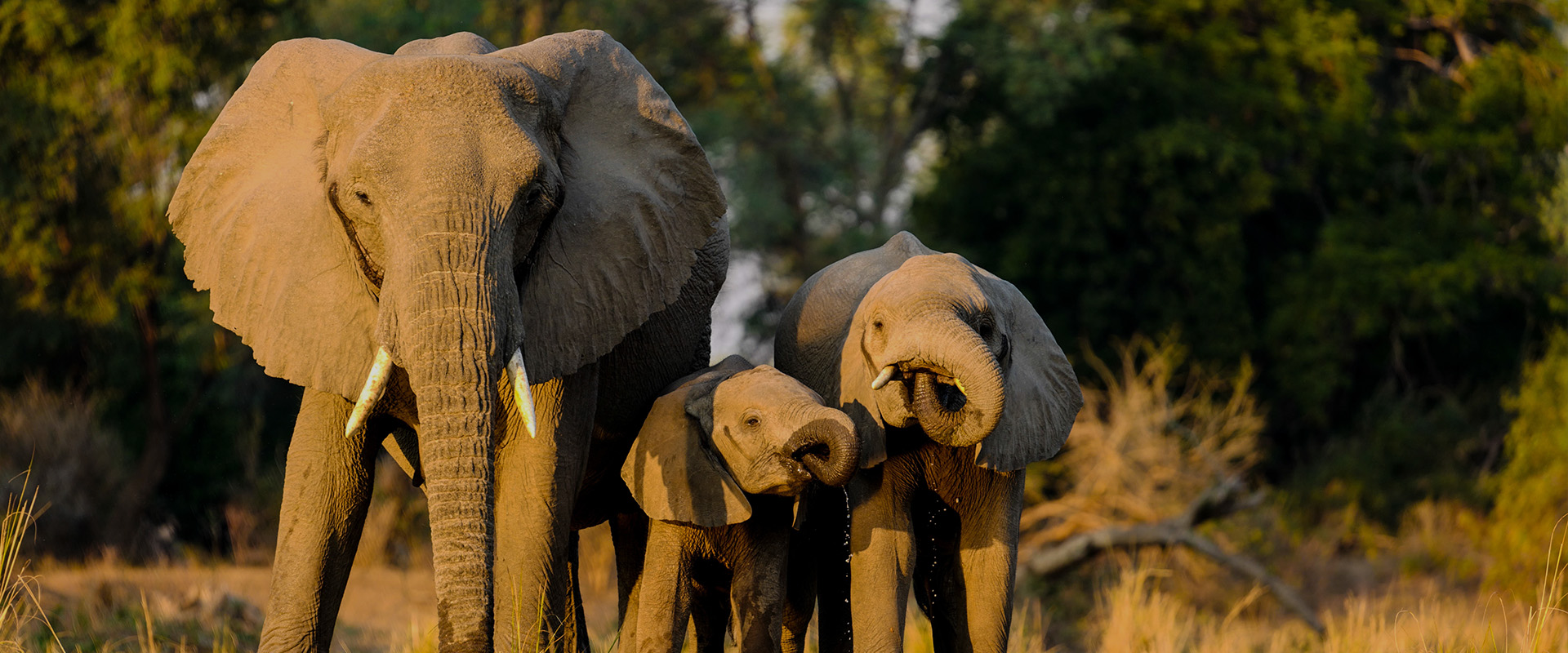 Elephant herd crossing river during Great Migration – Serengeti safari