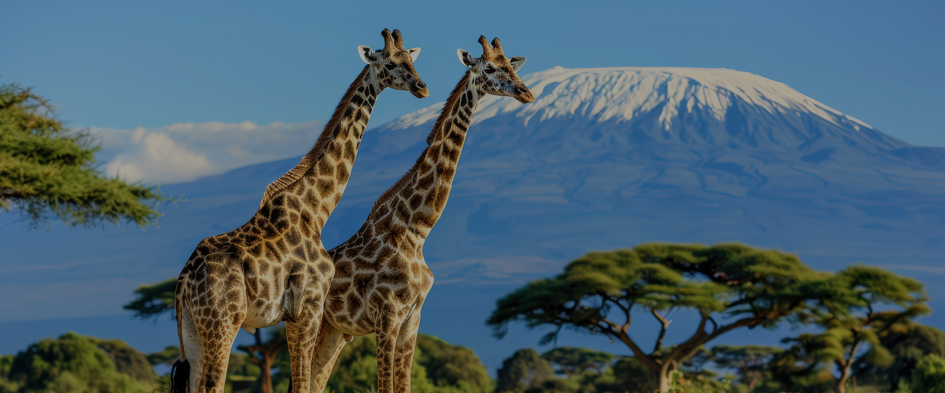 Giraffe in golden savanna at sunrise – Kenya safari experience